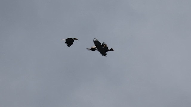 Wreathed Hornbill - ML646754539