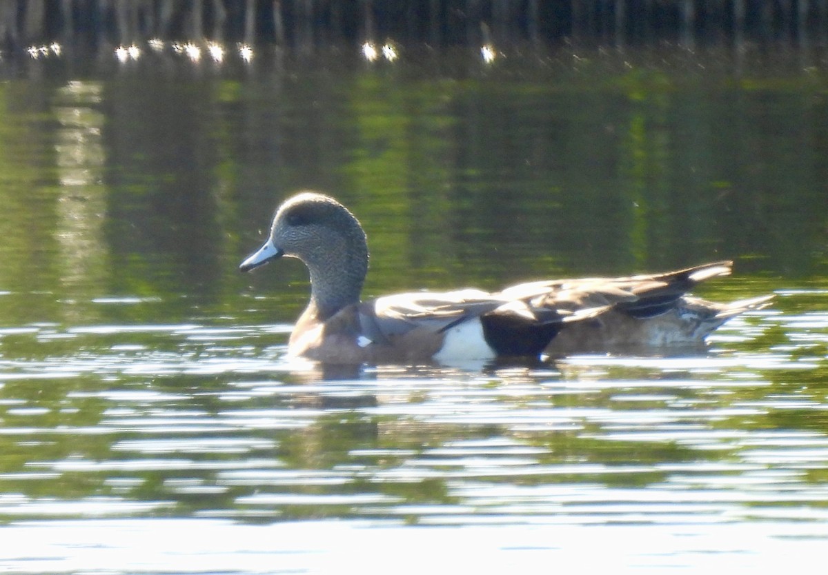 American Wigeon - ML646754540