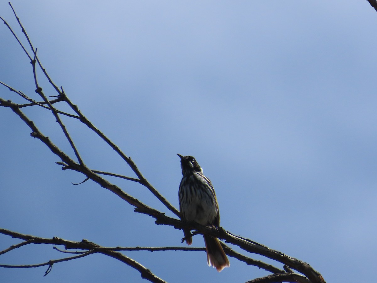 New Holland Honeyeater - ML646754541