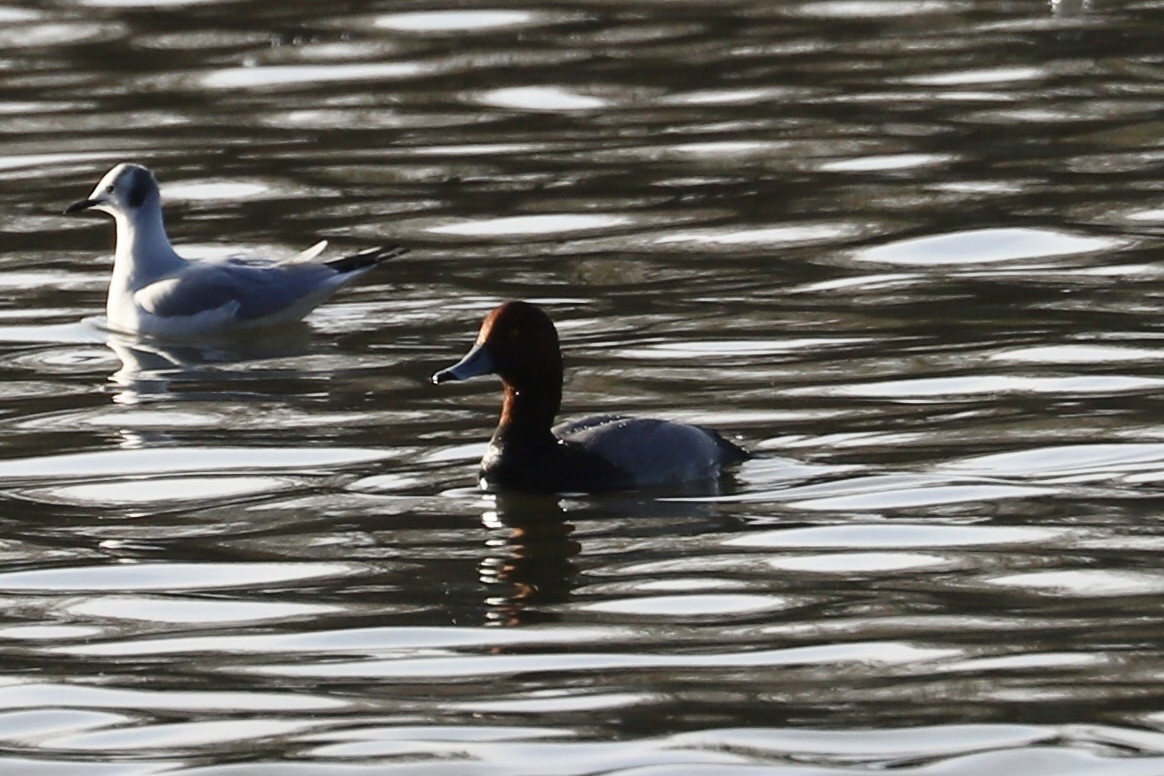 Redhead - ML646754542