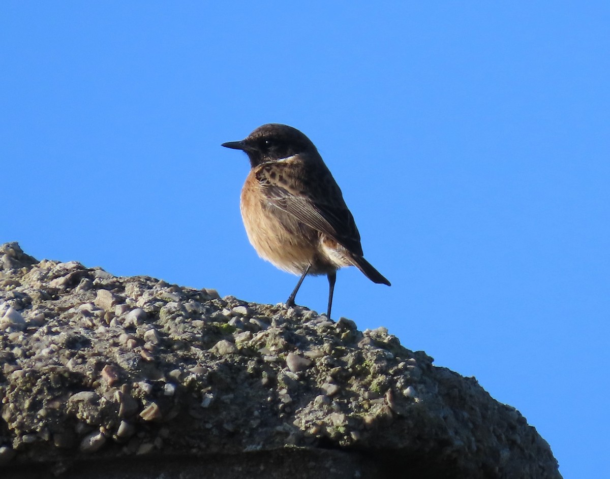 European Stonechat - ML646754544