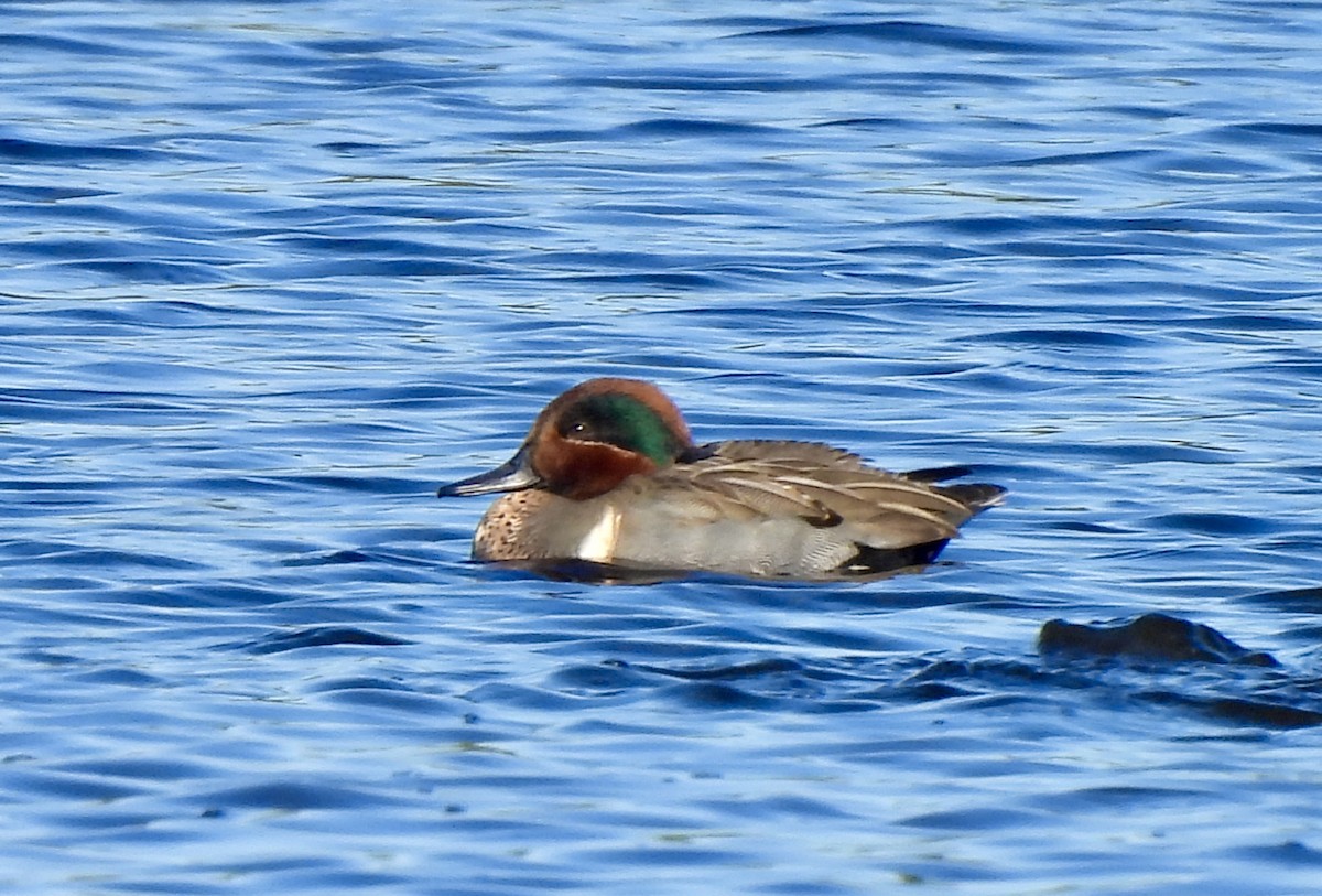 Ногоохон нугас - ML646754545