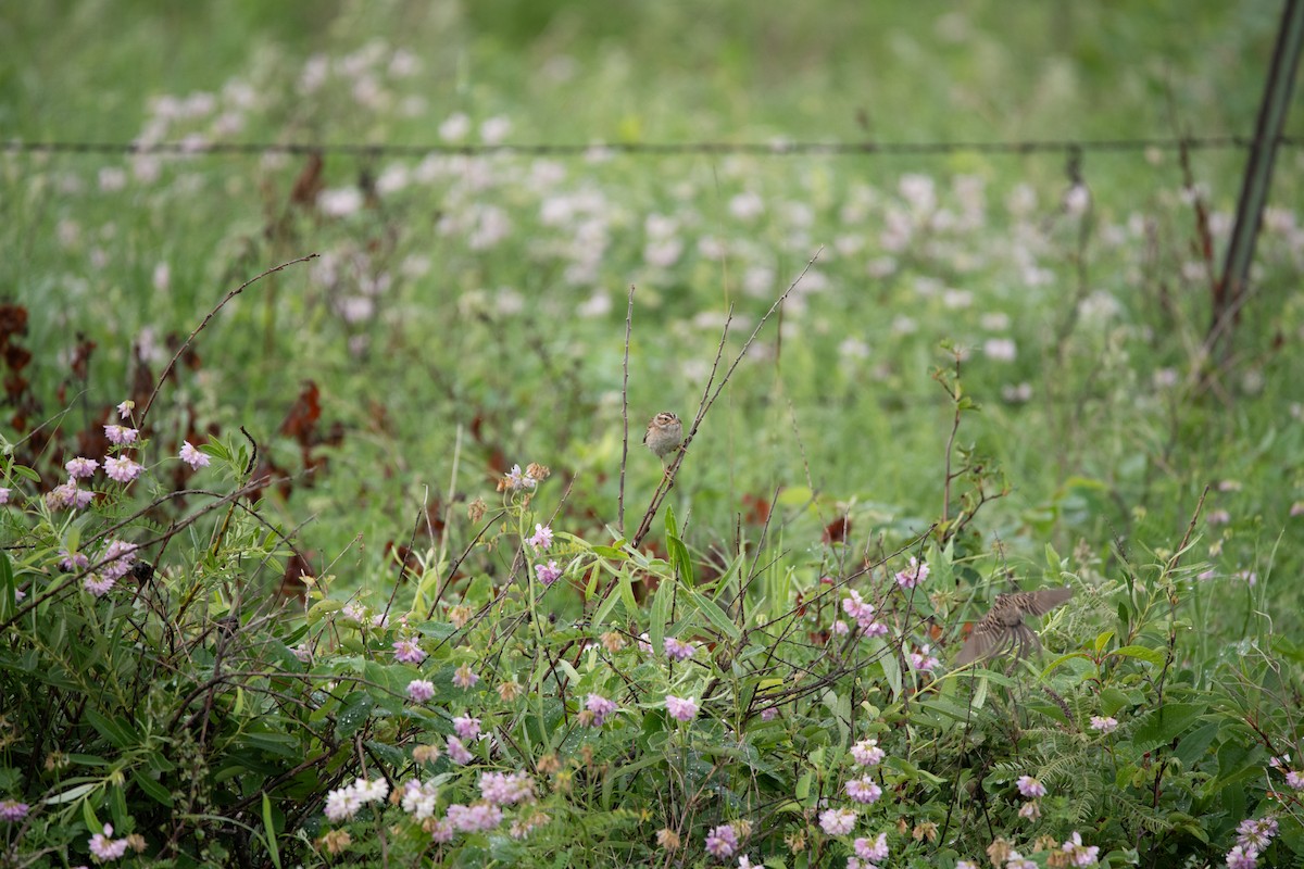 Clay-colored Sparrow - ML646754546