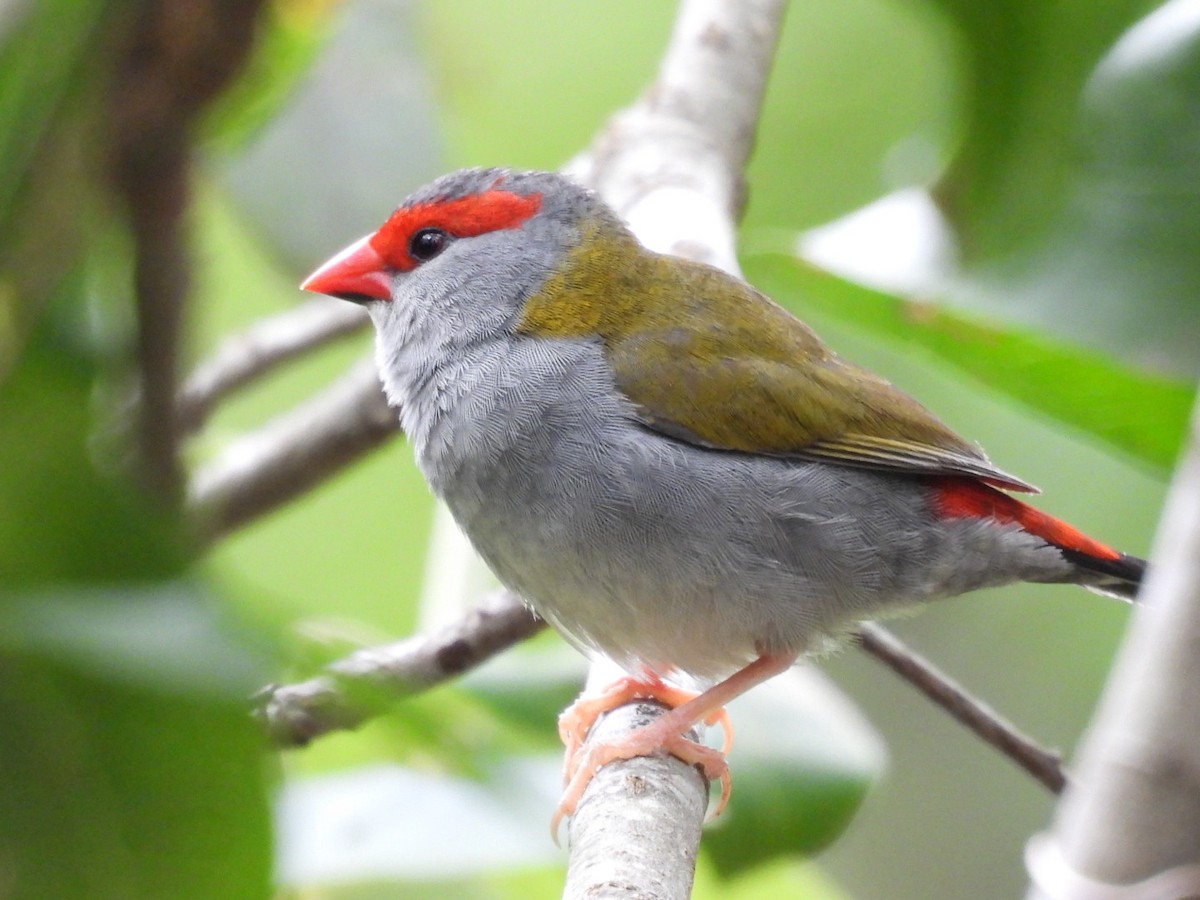 Red-browed Firetail - ML646754548
