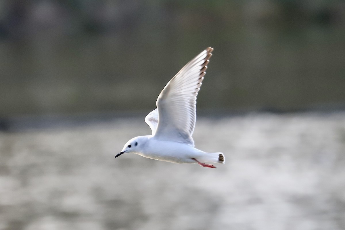 Bonaparte's Gull - ML646754550