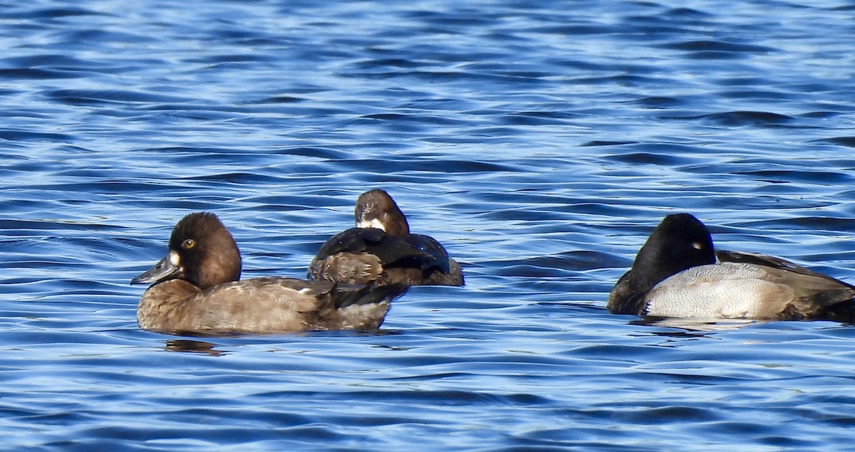 Lesser Scaup - ML646754552