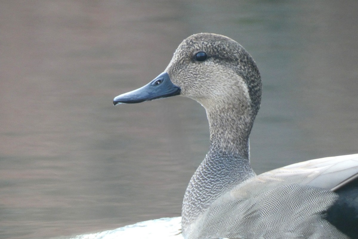 Boz Ördek - ML646754556