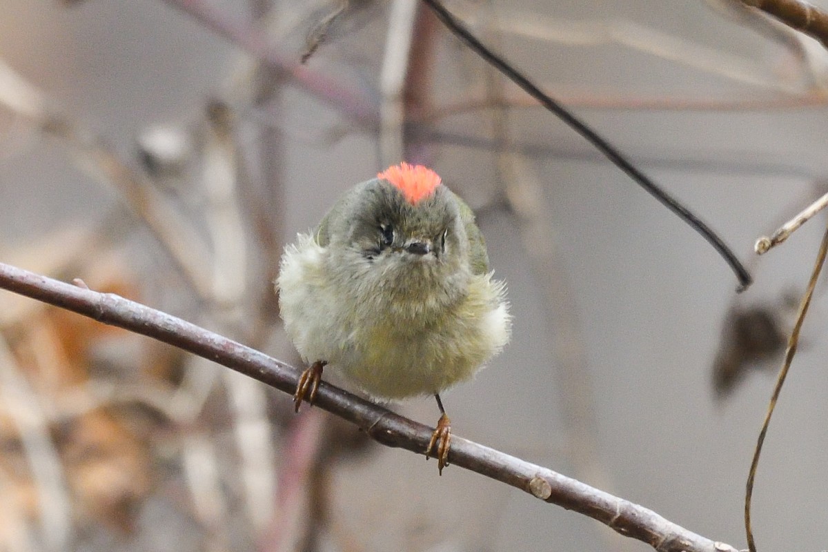 Ruby-crowned Kinglet - ML646754557