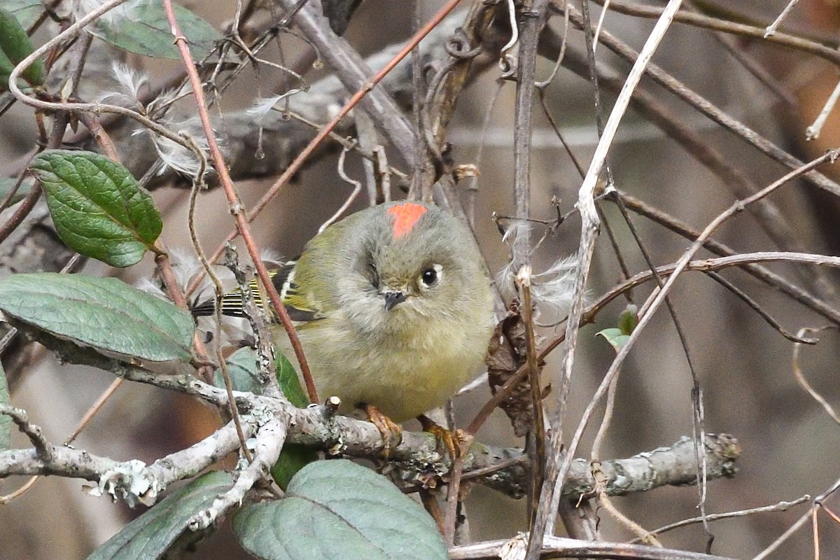 Ruby-crowned Kinglet - ML646754558