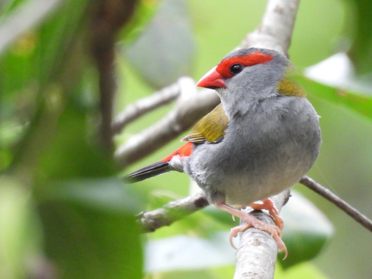 Red-browed Firetail - ML646754561