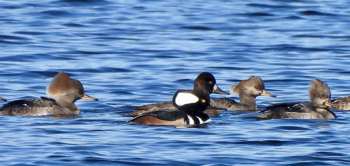 Hooded Merganser - ML646754562
