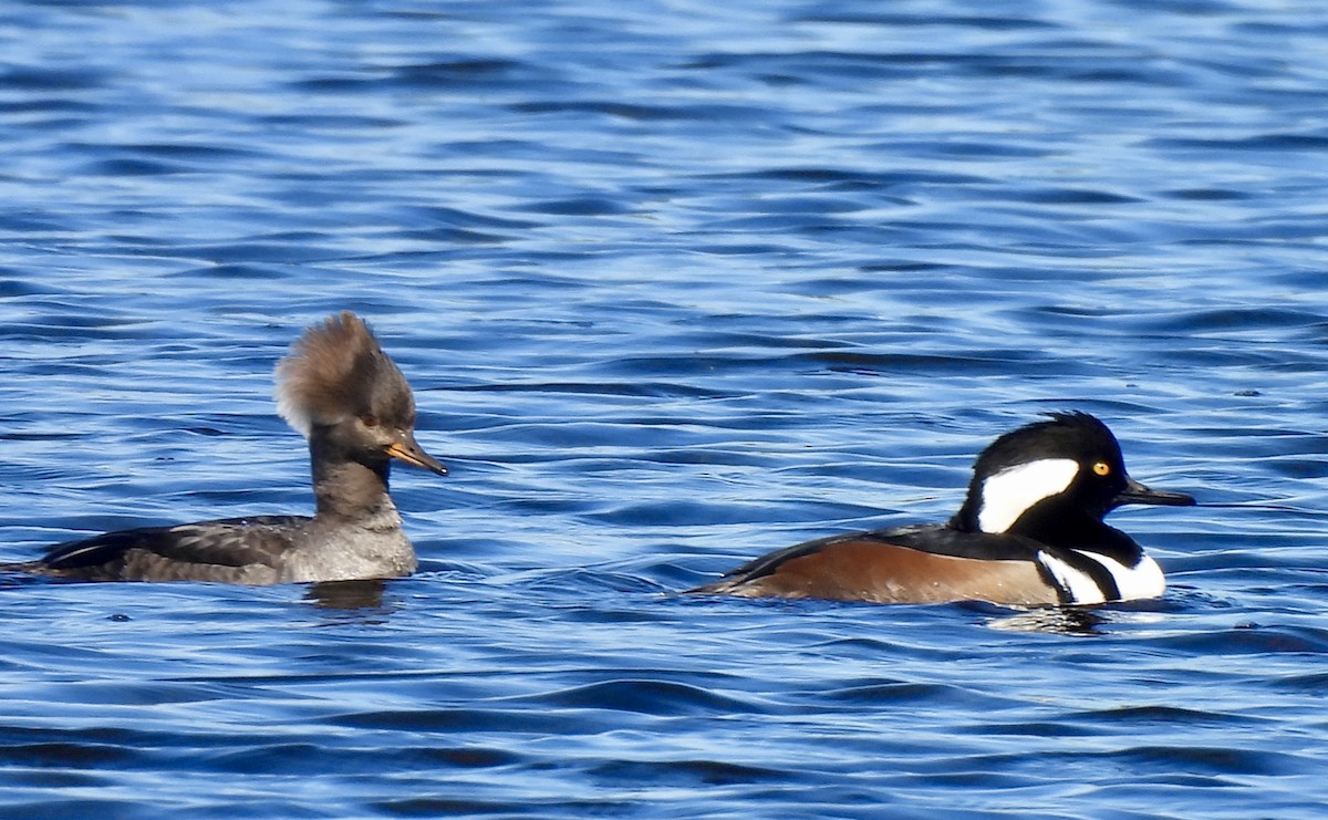 Hooded Merganser - ML646754563