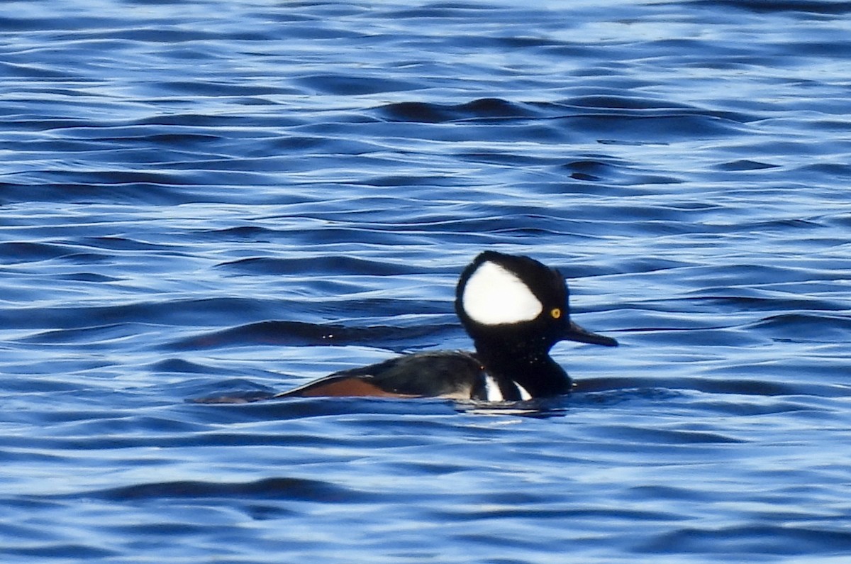 Hooded Merganser - ML646754564