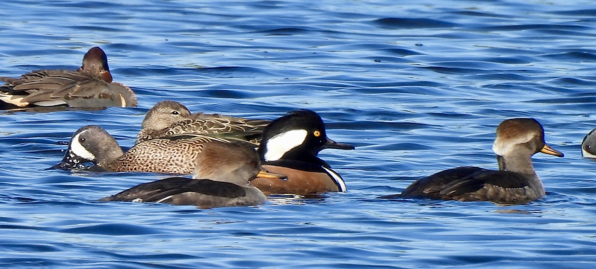Hooded Merganser - ML646754565