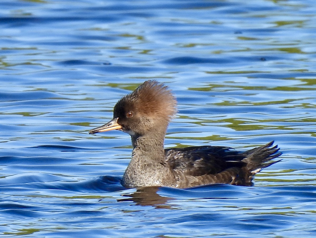 Hooded Merganser - ML646754566