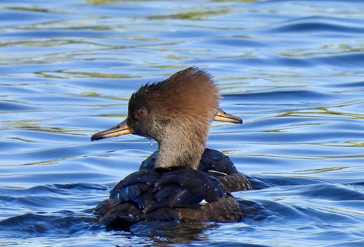 Hooded Merganser - ML646754567