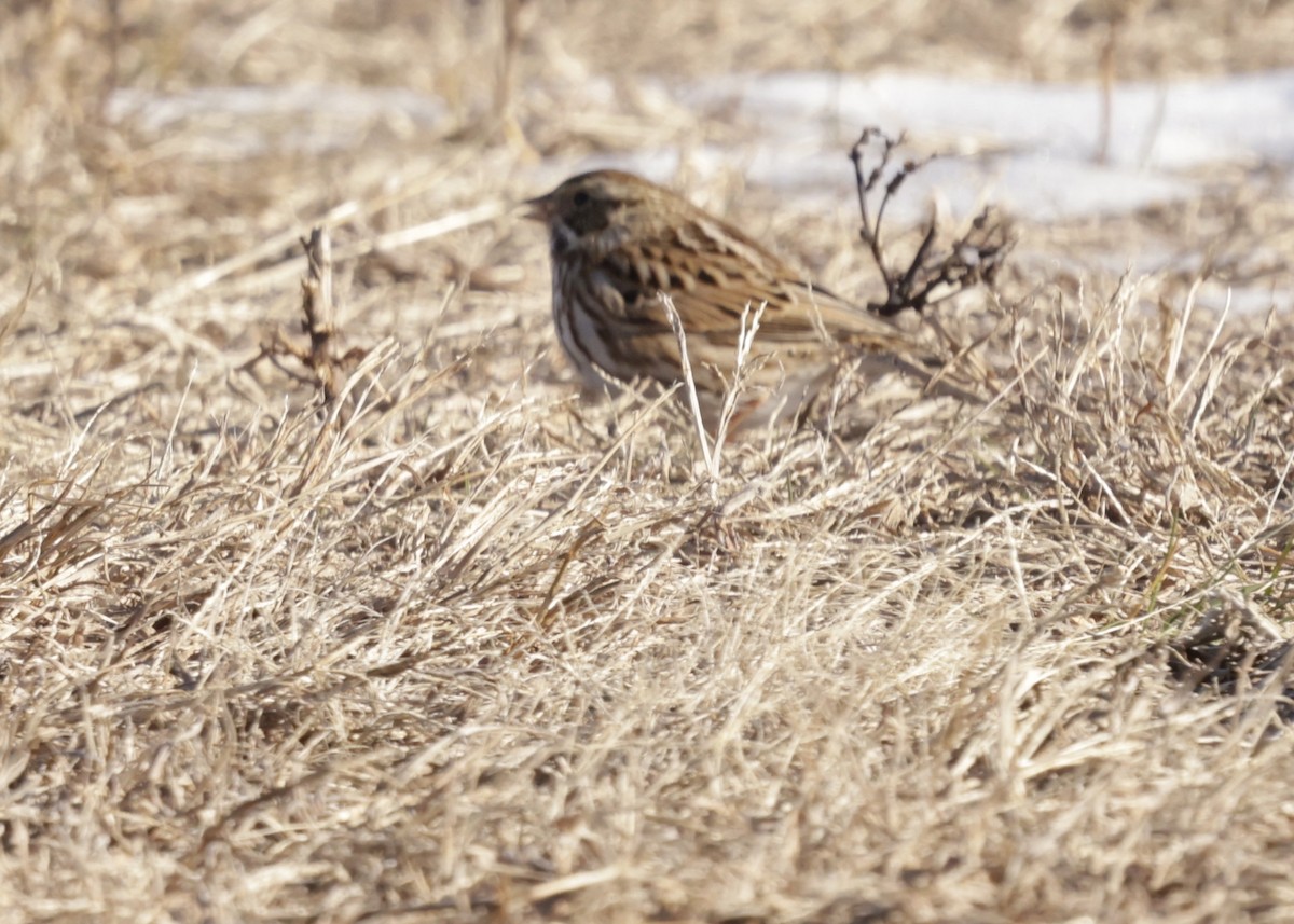 Savannah Sparrow - ML646754568