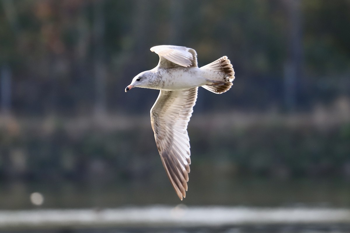 Ring-billed Gull - ML646754569