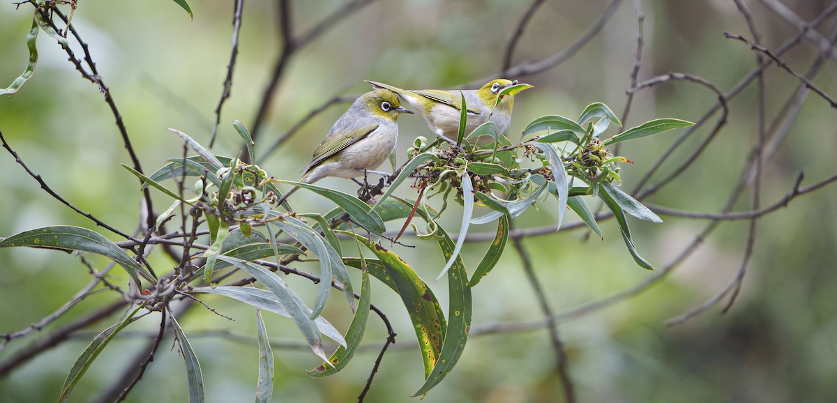Silvereye - ML646754570