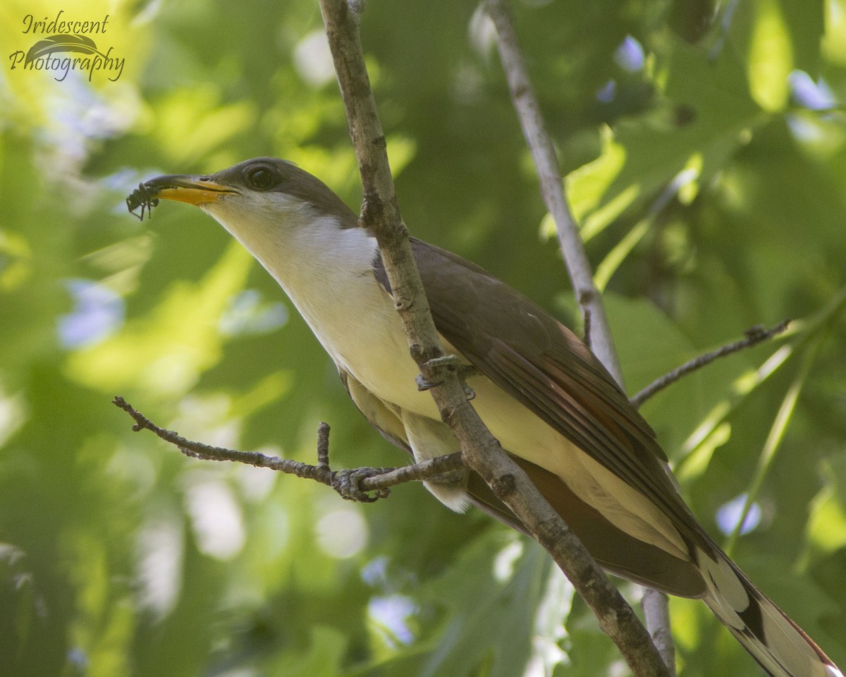 Yellow-billed Cuckoo - ML646754571