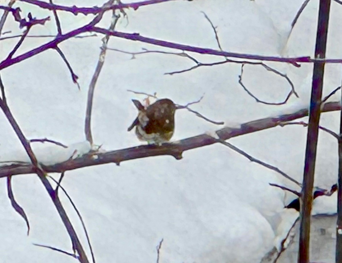 Eastern Phoebe - ML646754572