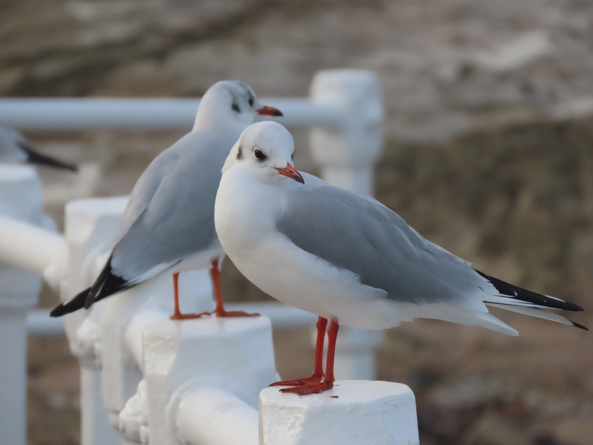 Black-headed Gull - ML646754576