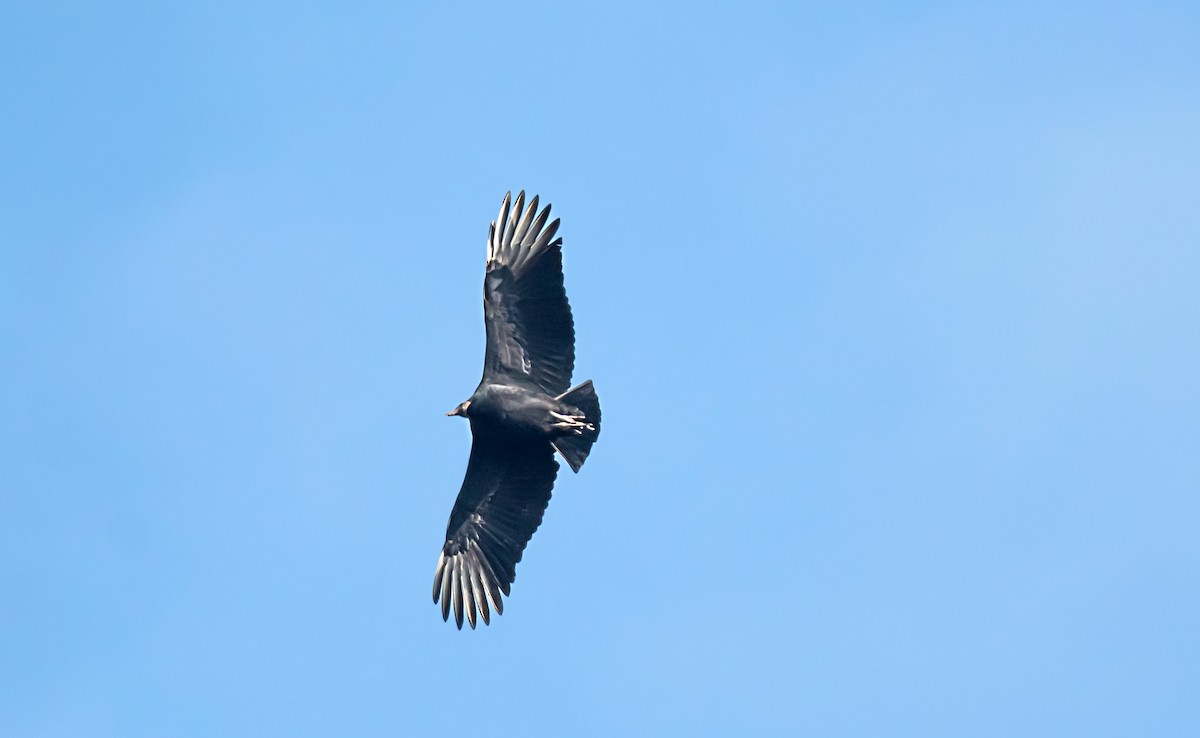 Black Vulture - ML646754578