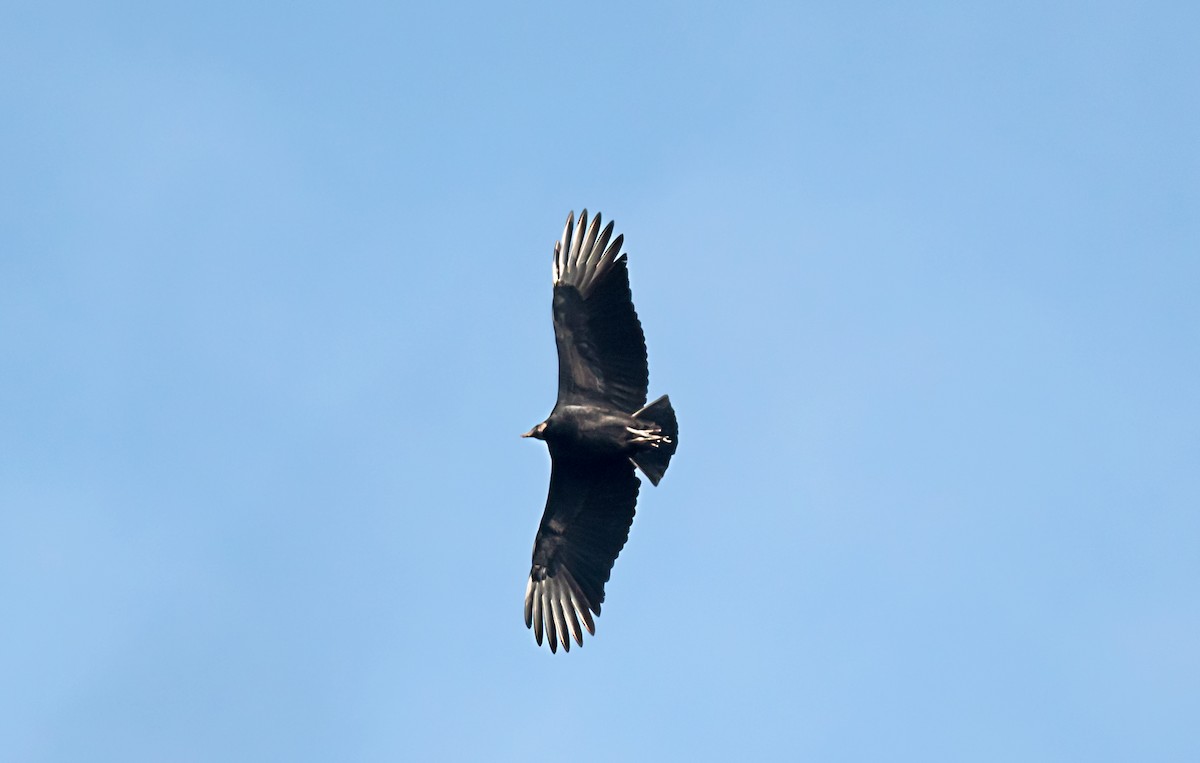 Black Vulture - ML646754579