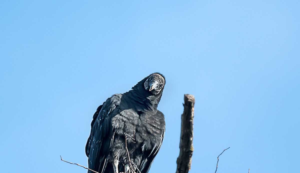 Black Vulture - ML646754580