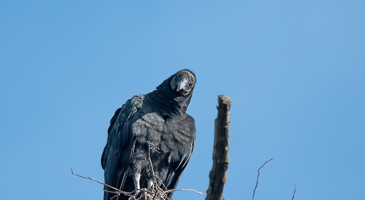 Black Vulture - ML646754581