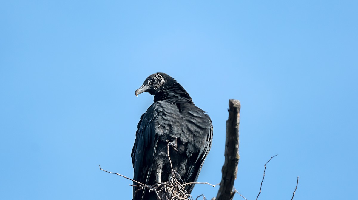 Black Vulture - ML646754582