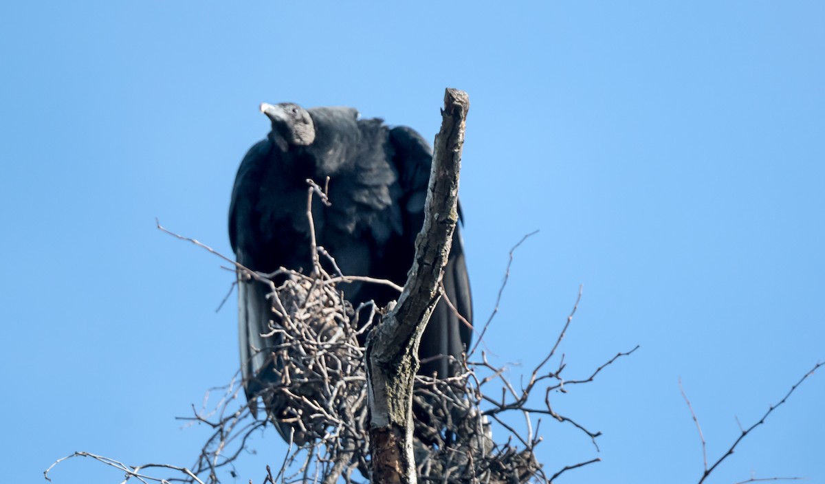 Black Vulture - ML646754583