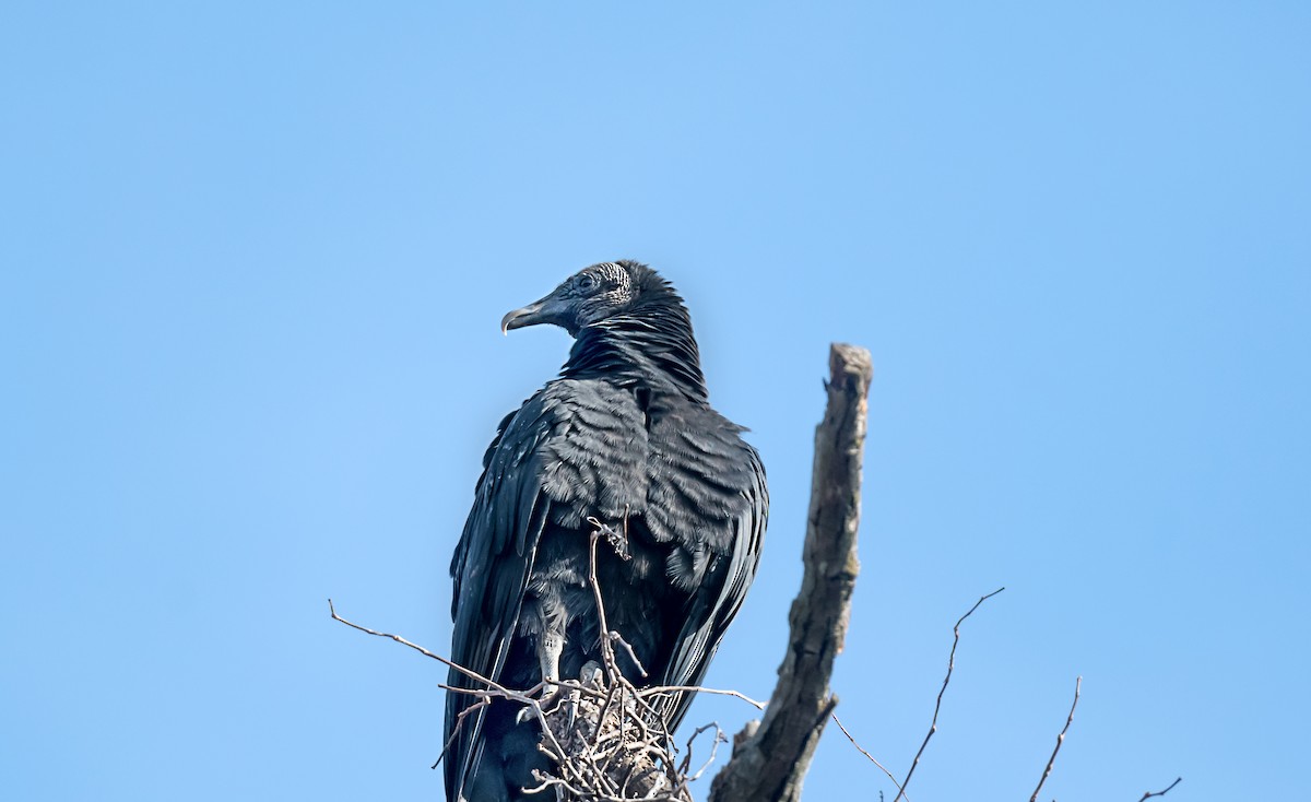 Black Vulture - ML646754584