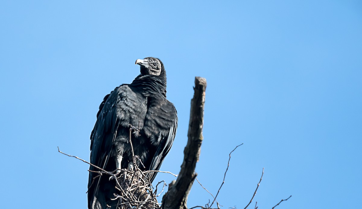Black Vulture - ML646754585