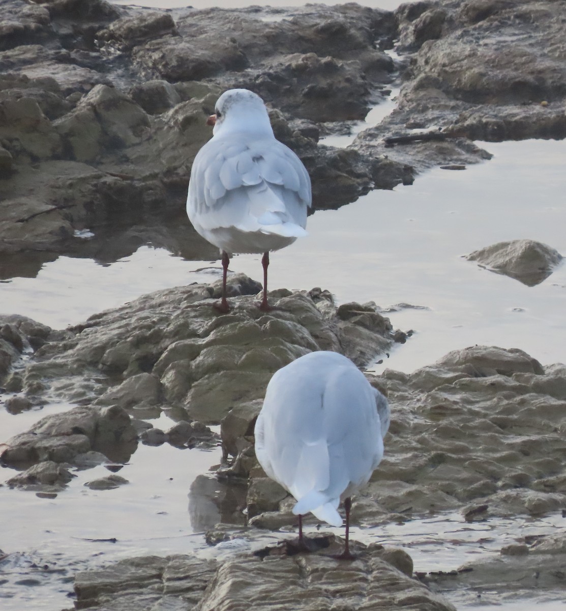 Mediterranean Gull - ML646754588