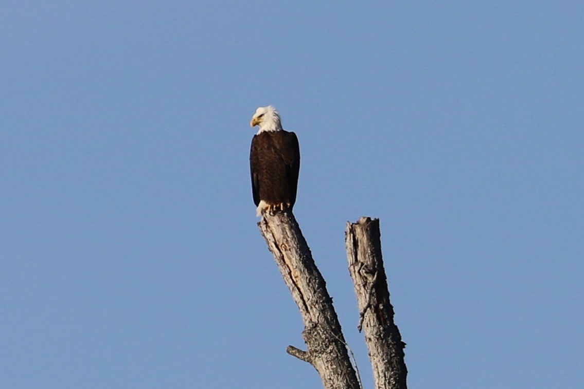 Bald Eagle - ML646754589