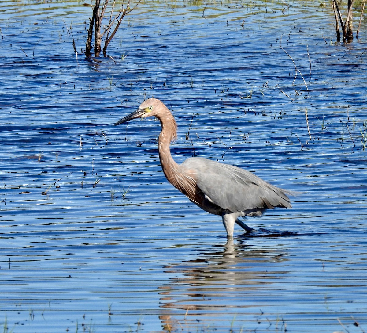 Reddish Egret - ML646754590