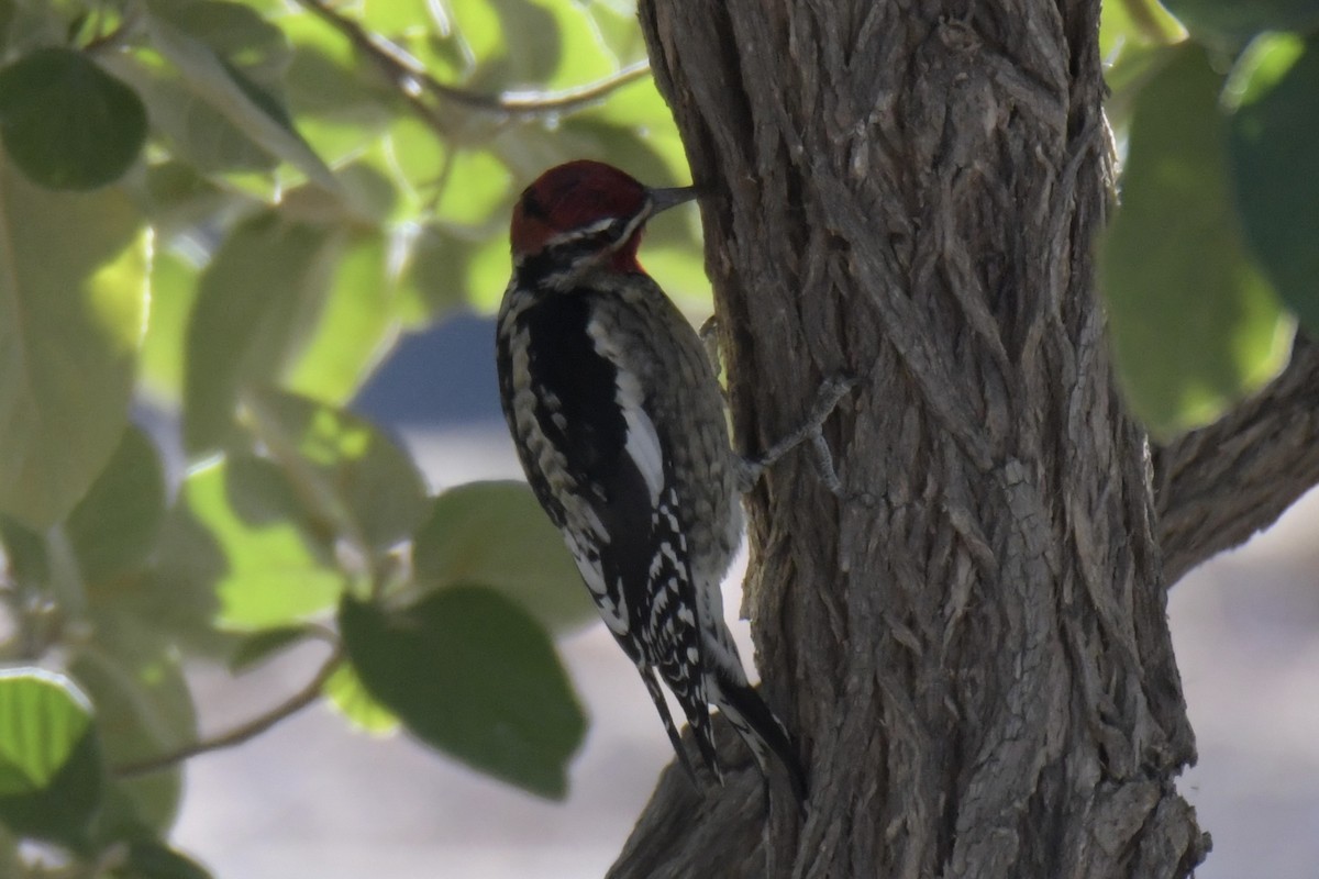 Red-naped Sapsucker - ML646754591