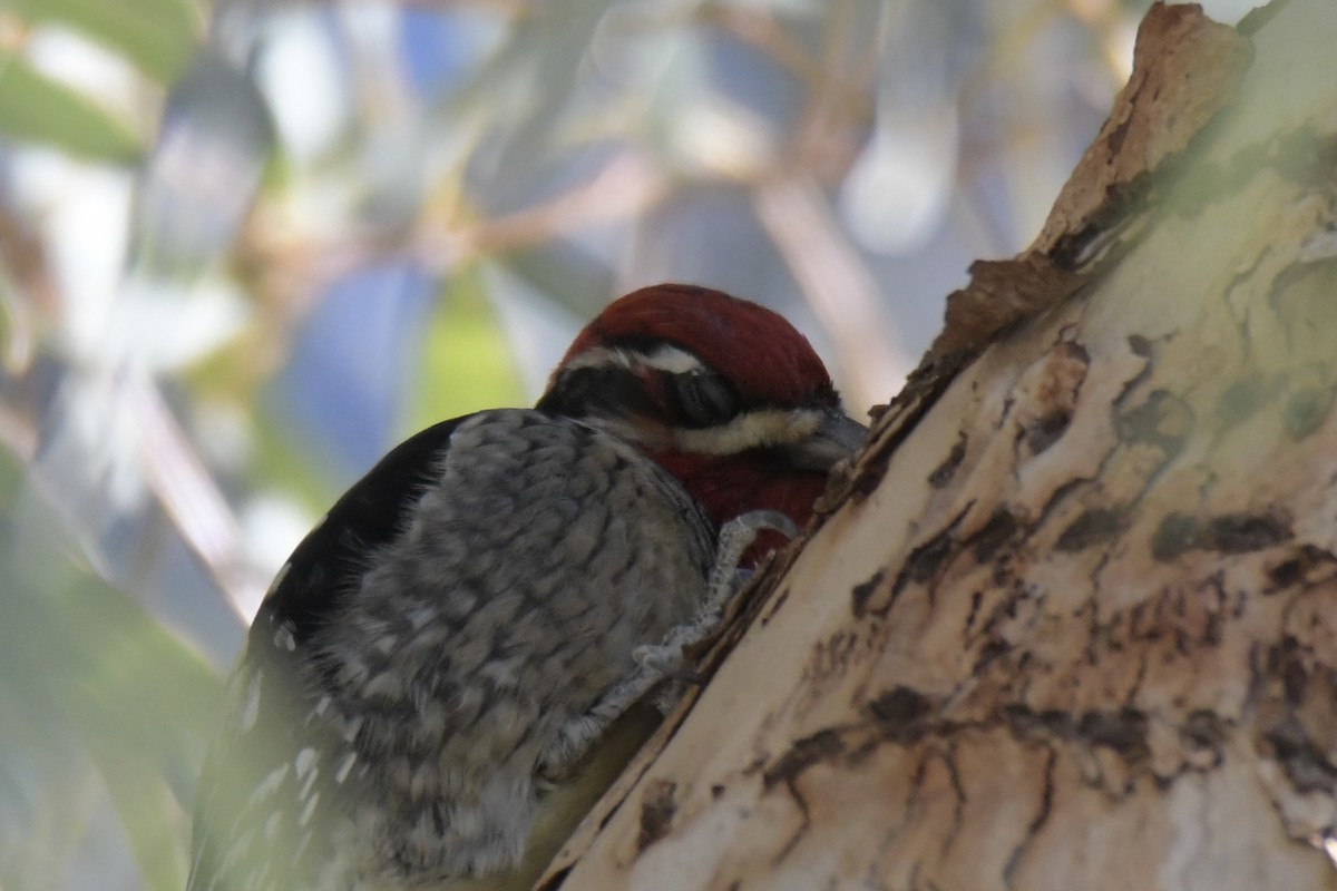 Red-naped Sapsucker - ML646754592