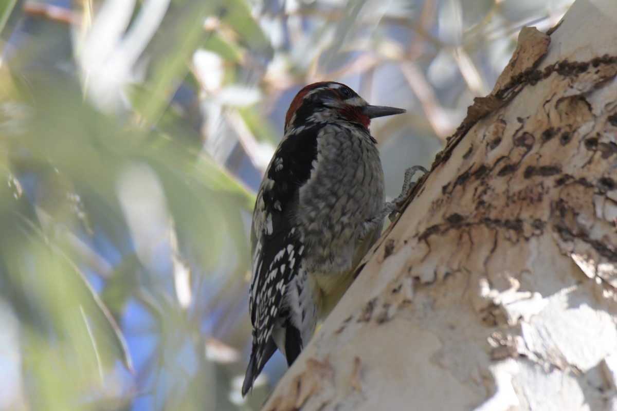 Red-naped Sapsucker - ML646754594