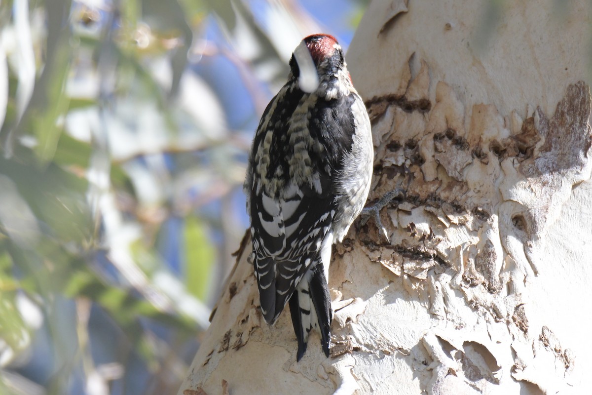Red-naped Sapsucker - ML646754595