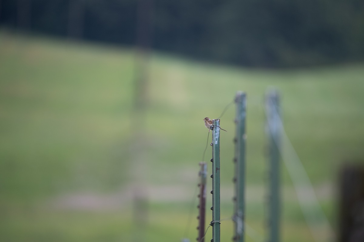 Vesper Sparrow - ML646754597