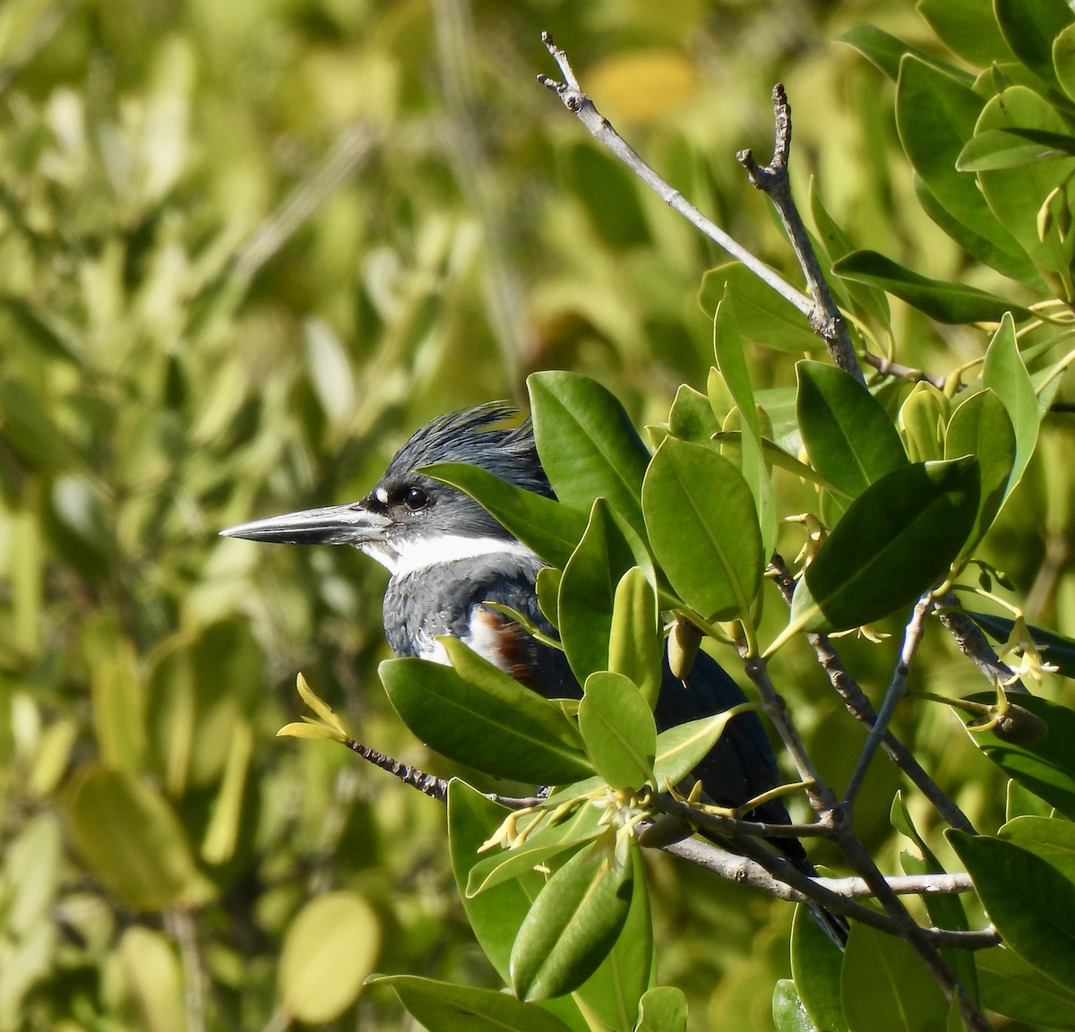 Belted Kingfisher - ML646754599