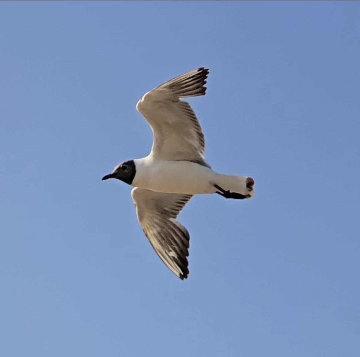 Мартин звичайний - ML646754601