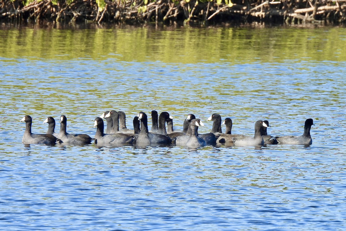 American Coot - ML646754603