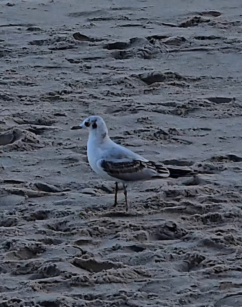 Мартин звичайний - ML646754605