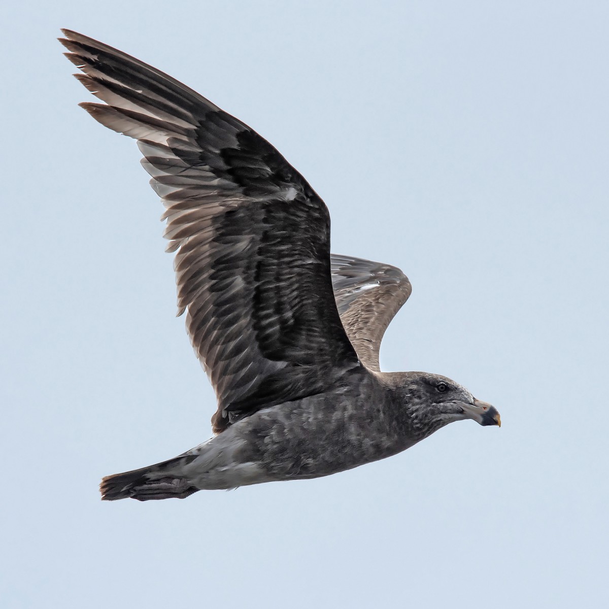 Gaviota de Tasmania - ML646754607