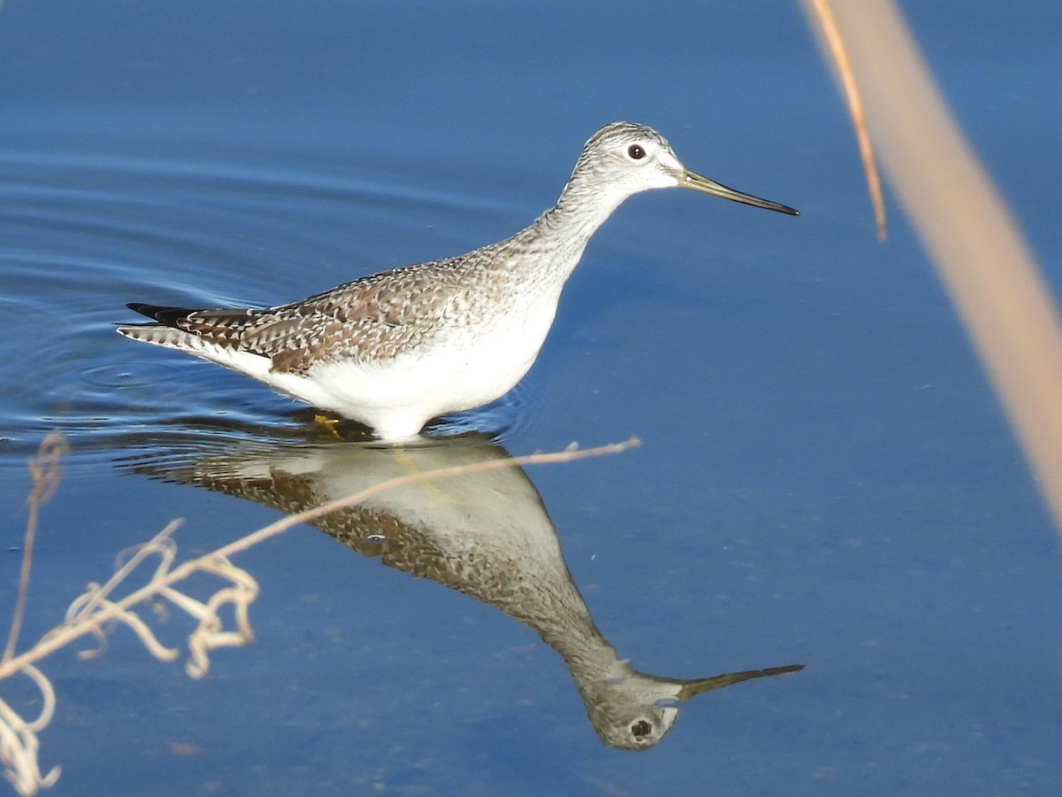 Greater Yellowlegs - ML646754609