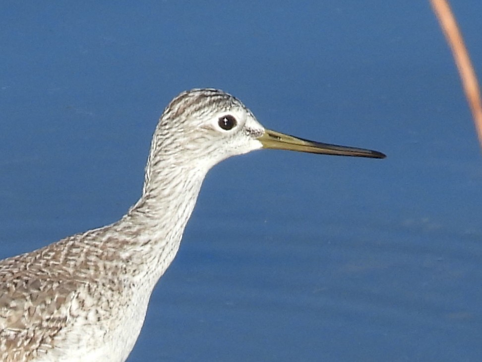 Greater Yellowlegs - ML646754610