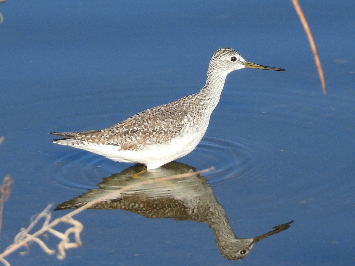 Greater Yellowlegs - ML646754611
